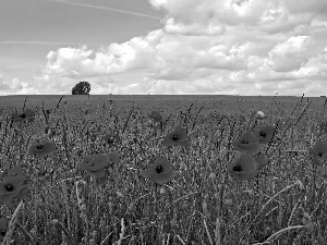 Meadow, papavers