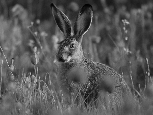 Wild Rabbit, Flowers, papavers