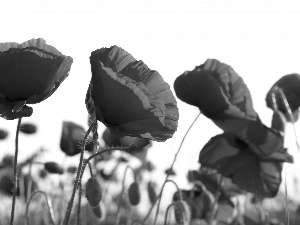 Red, papavers