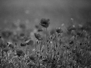 Red, papavers