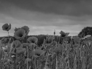 Red, papavers