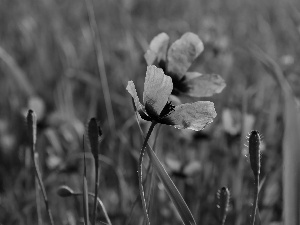 Red, papavers