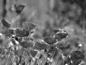 Red, papavers