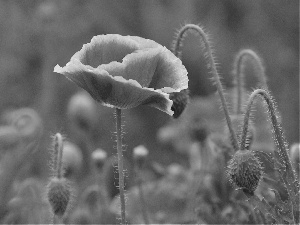 Red, papavers