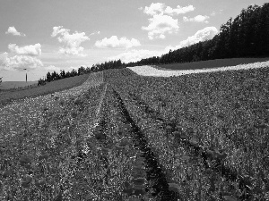 papavers, Field, Red