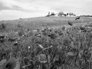 papavers, Meadow, Red