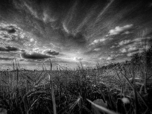 papavers, grass, Sky