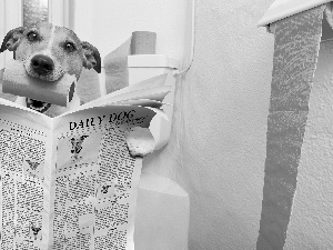 paper, dress, Jack Russell Terrier, Paper, dog