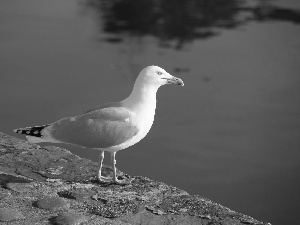 parapet, seagull, an