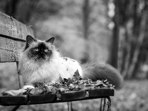 Bench, cat, Park, autumn, Leaf, siamese