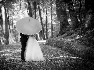 young, Umbrella, autumn, Steam