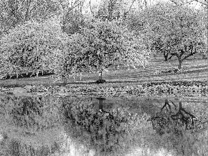 flourishing, River, Park, Sapling