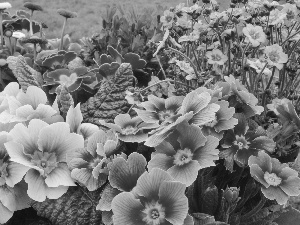 Park, primrose, color, Flowers, flowerbed