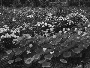 Flowers, hydrangea, Park, lotus