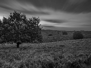 Province of Gelderland, Netherlands, clouds, heathers, trees, Veluwezoom National Park, heath, Sunrise