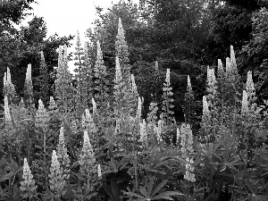 lupine, viewes, Park, trees