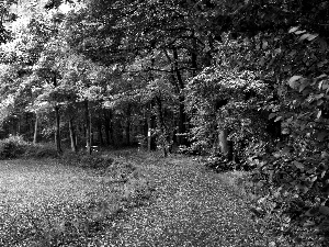 Park, Path, trees, viewes, autumn