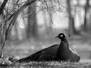 Park, birds, peacock