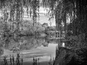 Central Park, New York, trees, viewes, Pond - car