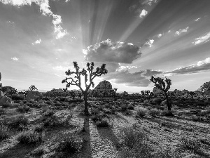 trees, clouds, Park, sun