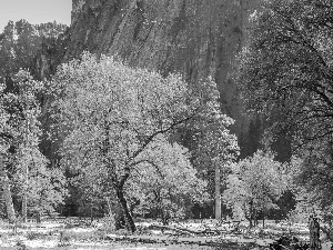 trees, Yosemite National Park, State of California, Mountains, autumn, viewes, The United States