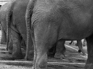 Elephants, parking