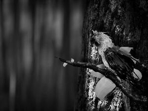 parrot, trees, branch