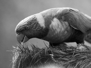 Coloured, parrot