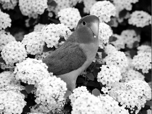 White, Coloured, parrot, Flowers