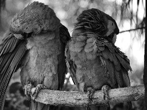 branch, color, Parrots, Two