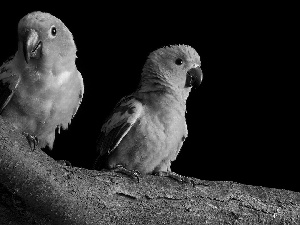 Parrots, branch, yellow, Orange, Two