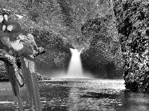 Parrots, waterfall, branch