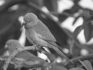 branch pics, green ones, Parrots