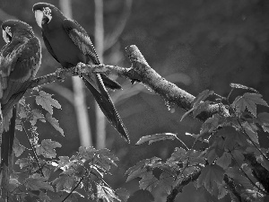 Parrots, Leaf, red, green ones, Two