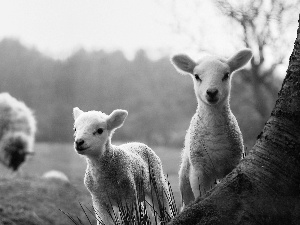 pasturage, autumn, sheep, hall, little doggies