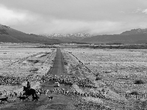 Sheep, medows, Patagonia, Mountains, Way, pasturage, Chile