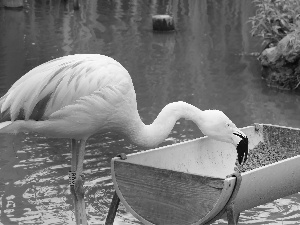 pasture, flamingo, at