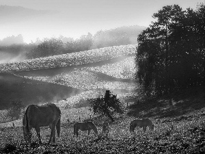 bloodstock, pasture