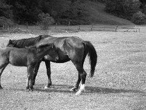 bloodstock, pasture