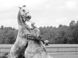 bloodstock, Fight, pasture, gray