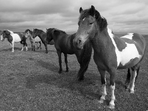 bloodstock, pasture