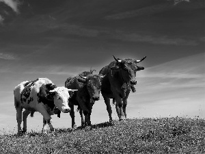 cattle, pasture