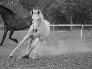 Mare, gallop, pasture, gray