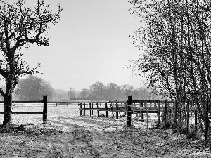 pasture, winter, Meadow