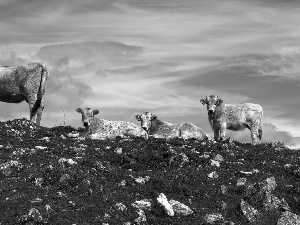 pasture, Stones, Grey, Cows, four