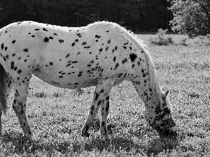 Patches, White, Horse