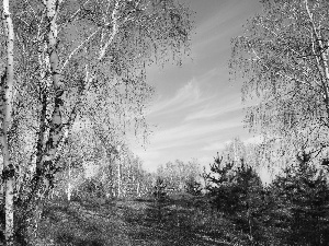 Path, autumn, birch, Leaf, forest