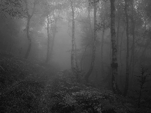 forest, Leaf, Path, Fog
