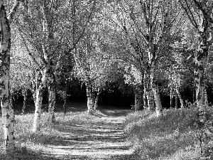 forest, Path