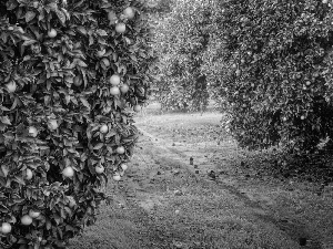 viewes, orchard, Path, grass, orange, trees